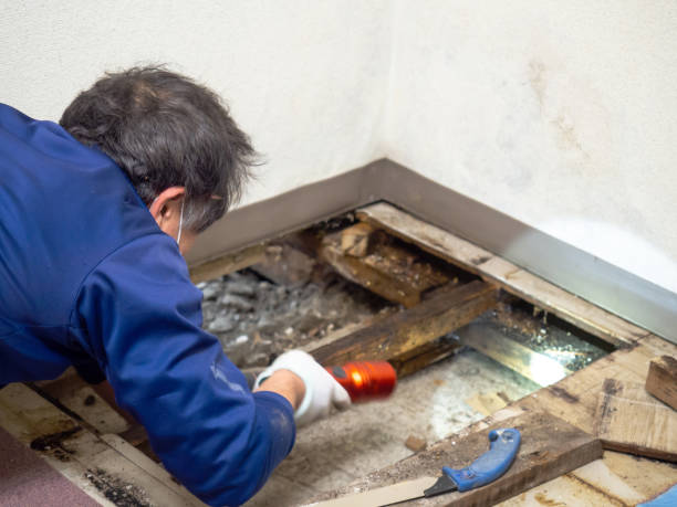 Best Mold Cleaning Services  in Yuc Valley, CA