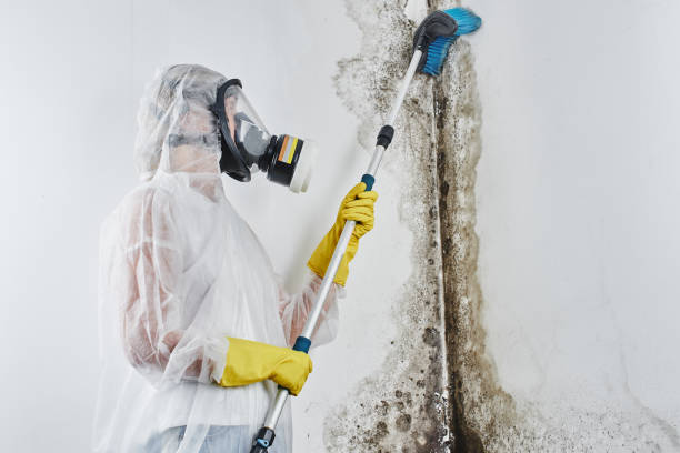 Best Mold Remediation  in Yuc Valley, CA