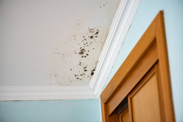 Best Mold Testing  in Yuc Valley, CA