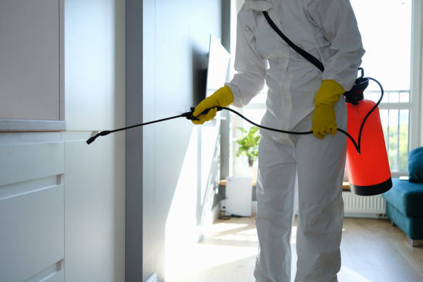 Best Local Mold Removal Service  in Yuc Valley, CA