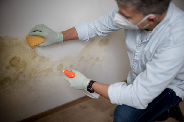 Office Mold Removal Services in Yucca Valley, CA