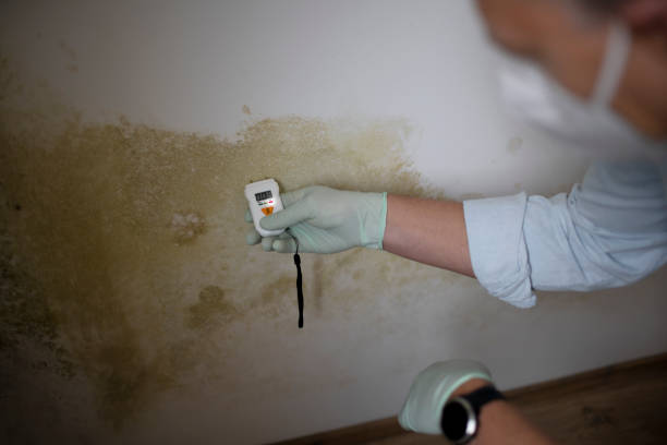 Best Attic Mold Removal  in Yuc Valley, CA