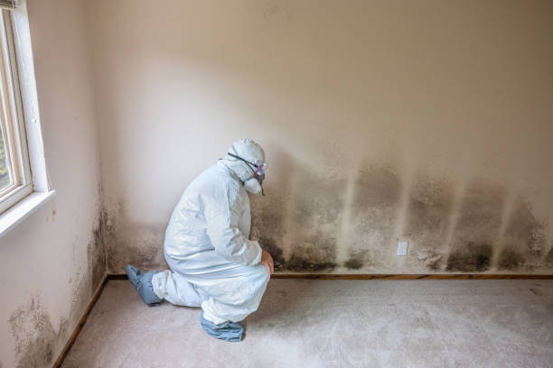 Certified Mold Removal in Yucca Valley, CA